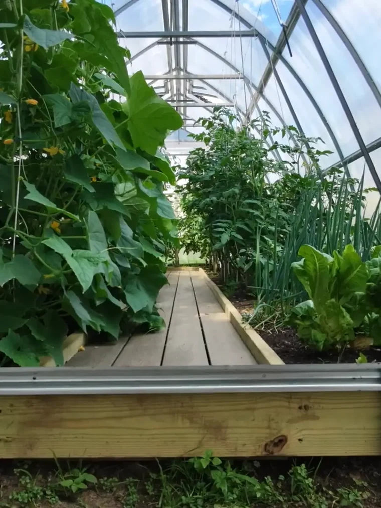 Classic Arch Polycarbonate Greenhouse